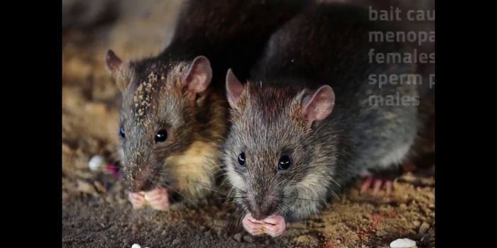 New York Rats Treated to Free Birth Control