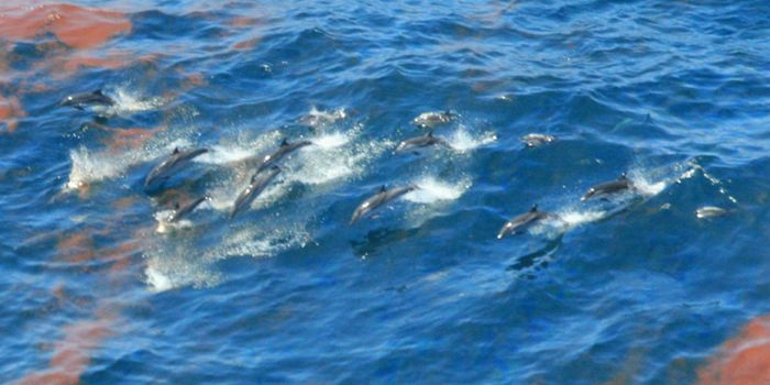 BP Oil Spill Devastating for Dolphins