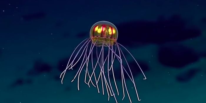 No, You Shouldn't Pee On That Jellyfish Sting