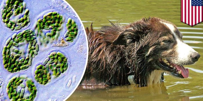 Harmful Algae Blooms Blamed for the Deaths of Several Pets