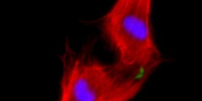 Heart Cells Regenerated, in Mice
