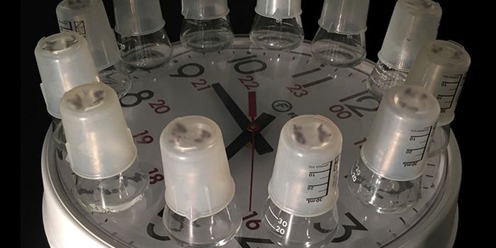 Evolution of Bacteria is Observed as a Fast, Beneficial Event