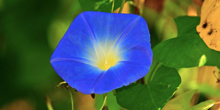 Symbiotes Spark the Production of Psychedelics in These Flowers