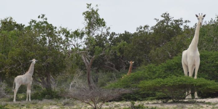 Two of Kenya's Rare All-White Giraffes Killed by Poachers