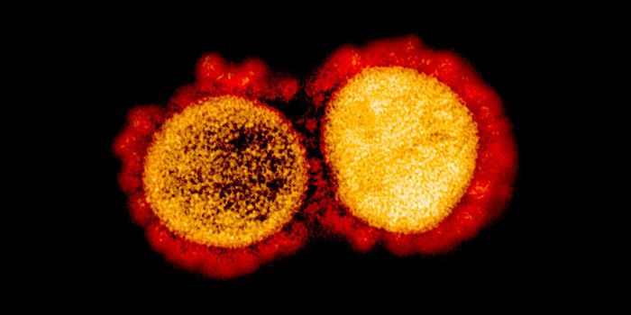 Fighting COVID-19 with Help From Llamas