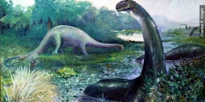 The Brontosaurus Is Back, But For Some, It Never Left