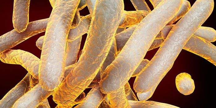 Training Immune Cells to Kill Tuberculosis