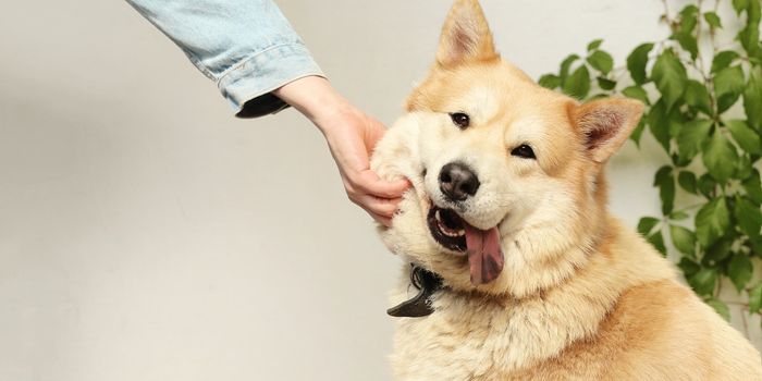Therapy Dogs Help Lower Cortisol Levels in School-Aged Children