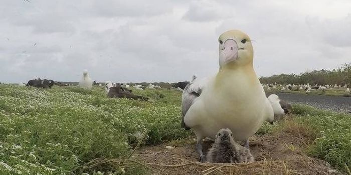 Short-Tailed Albatross Parents Adopt An Unlikely Baby