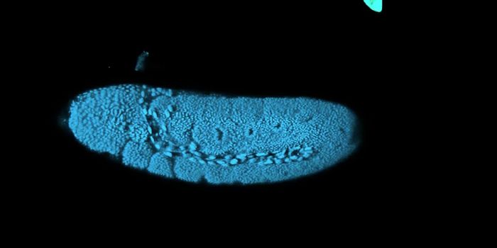 How Genetic Gatekeepers Guide the Development of Organisms