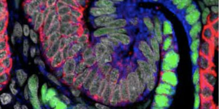 An Unprecedented Look at Kidney Development