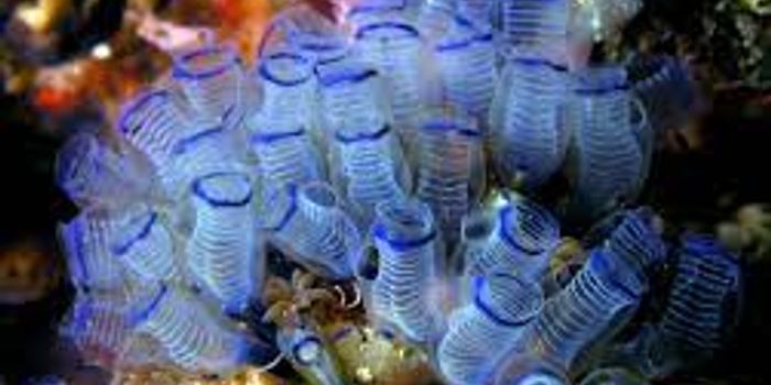 How to remove remove nanoplastics from the ocean using tunicates