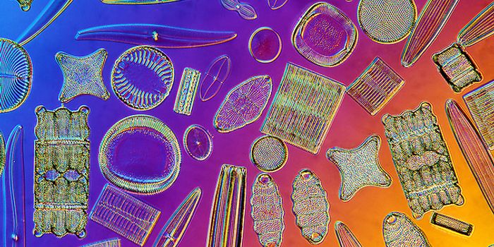 Diatoms. They're everywhere!