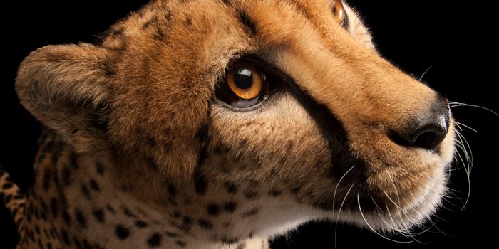 Cheetahs Could be Closer to Extinction Than Originally Thought