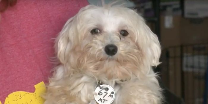 Confirmed Cases of Canine Brucellosis in Iowa