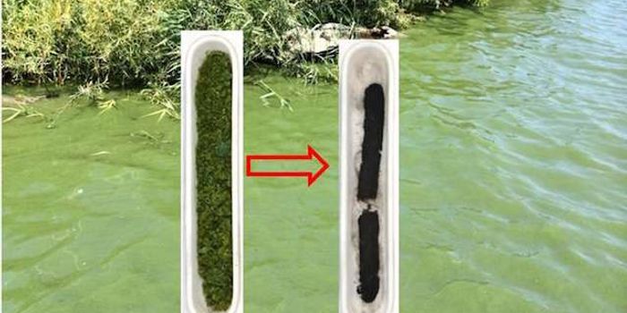 Turning Toxic Algae Into Better Batteries