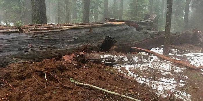 The Iconic Californian Sequoia Tree With a Tunnel in its Base Has Fallen
