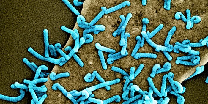 Marburg Outbreak in Rwanda Causes 8 Deaths