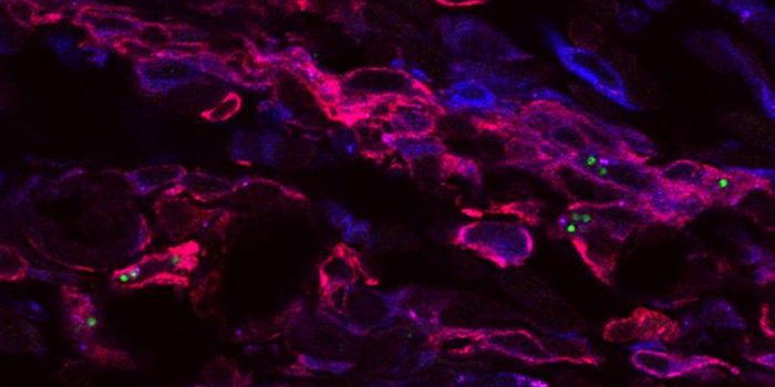 Persistent Infections Promote Long-Term Immunity