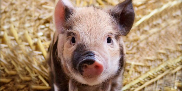 Algorithmic Model Predicts PEDV Outbreaks