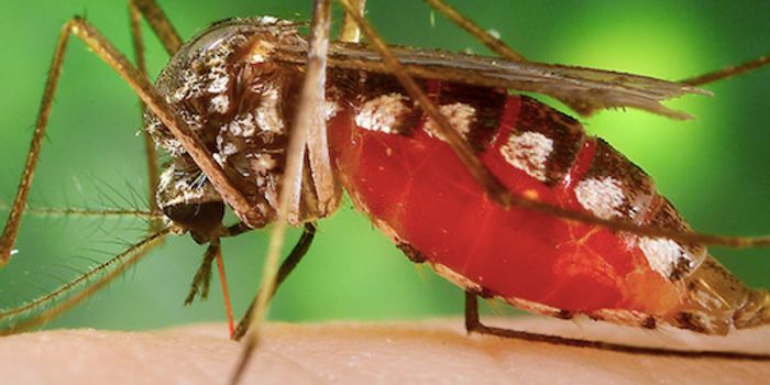 Molecule in Mosquito Spit can Thin Blood Clots