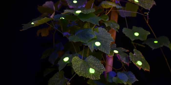 This Biodegradable Velcro is Made From a Plant