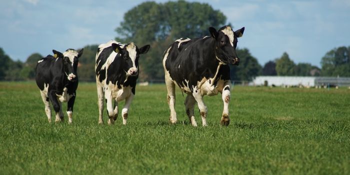 Drug Treatments Used For Cattle Affect Wildlife