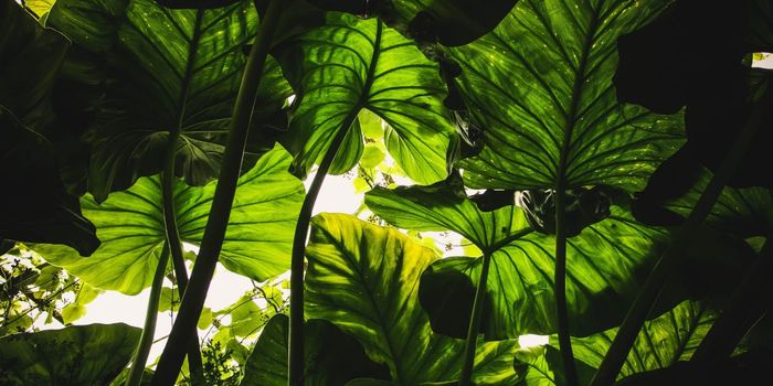 Native American Plant Extract Treats Pain and Diarrhea