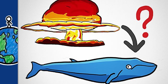 What do whales and nuclear bombs have to do with each other?
