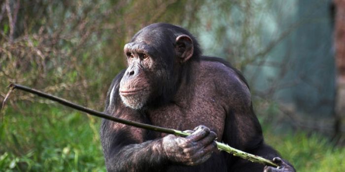 Chimpanzee Mother Video Taped Teaching Offspring to Use Tools