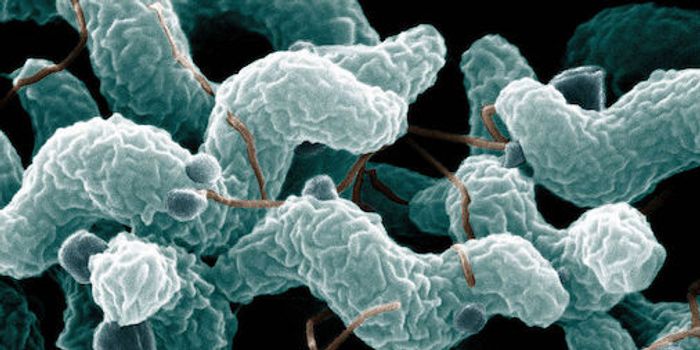 Stress During Pregnancy Negatively Impacts Fetus, Microbiome may Explain why