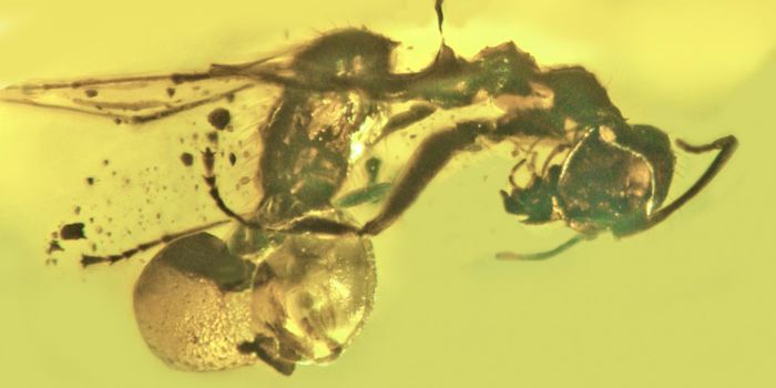 New Species of Fungi Found Growing From Ancient Ant
