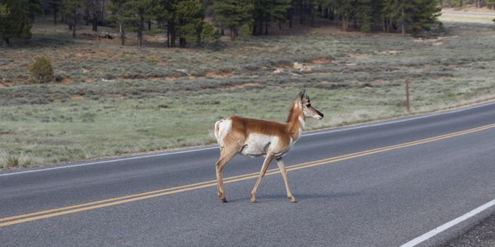 Connecting Changes in Land Use to Emerging Diseases