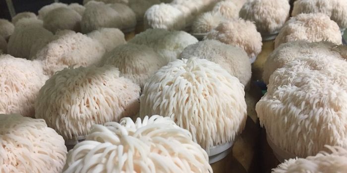 Lion's Mane Mushrooms Can Boost the Growth of Neurons