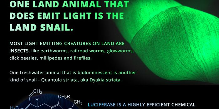 Glow Power - The Chemistry of Bioluminescence