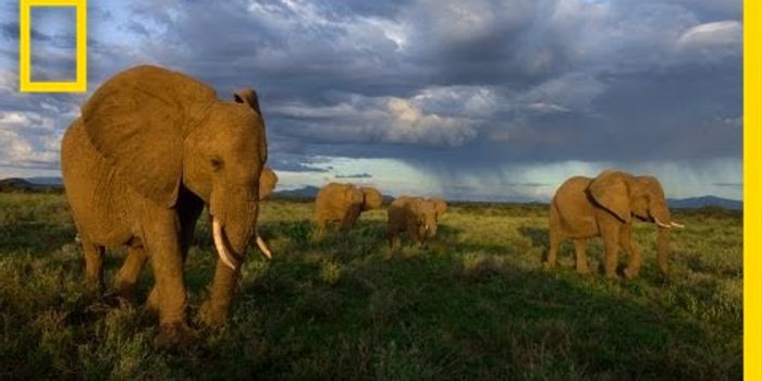 The Elephant Network