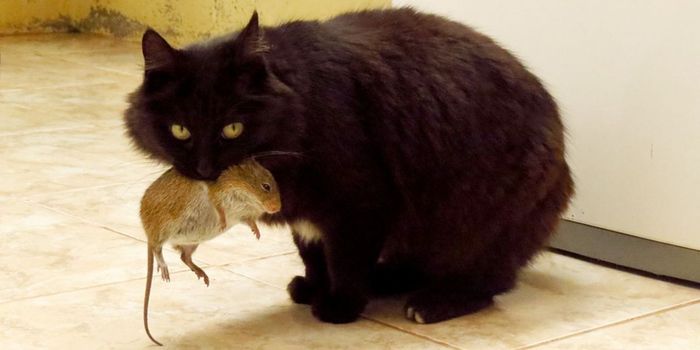 Are Our Instincts Really Genetic?