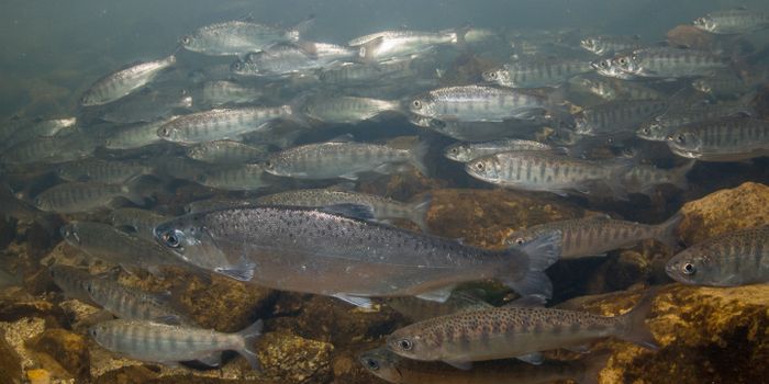 Salmon Face Impaired Olfactory Function Amid Ocean Acidification