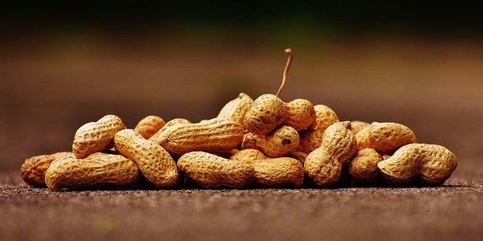 Fecal Microbiota Transplant Promising for Peanut Allergy Patients