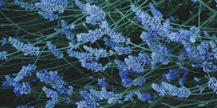 Loss of Smell Linked to Late-life Depression