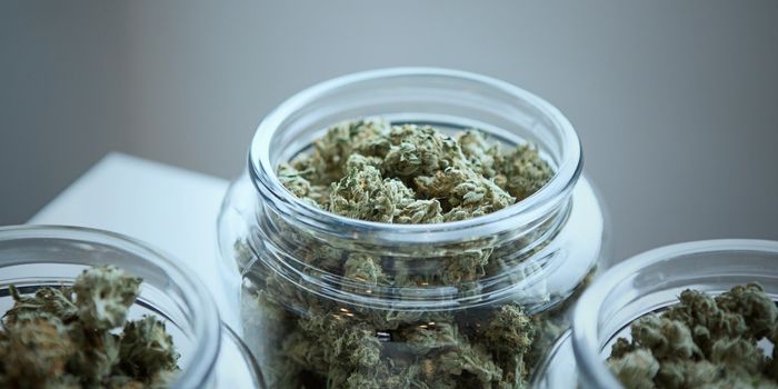 Cannabis Buds for Mid-Level Pain Relief