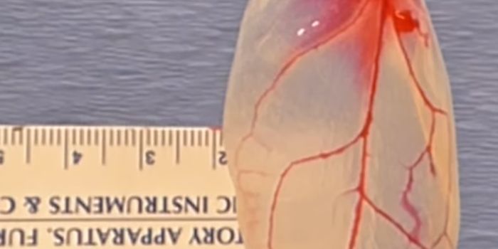 Growing Human Hearts on Spinach Leaves