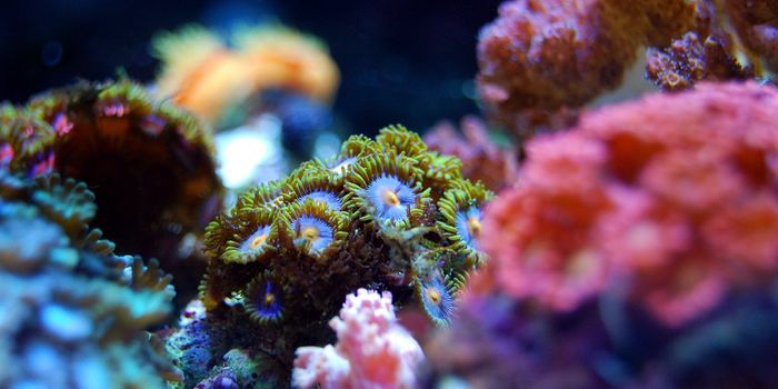 Coral reefs in the Gulf of Mexico plundered by run-off from Harvey