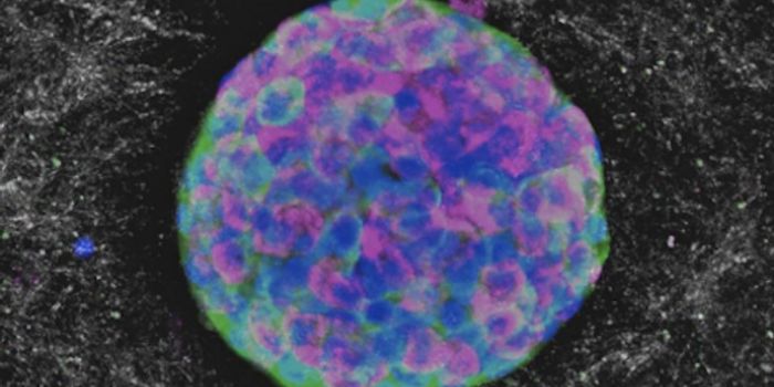 Reversing Type 1 Diabetes in Humans and Pets