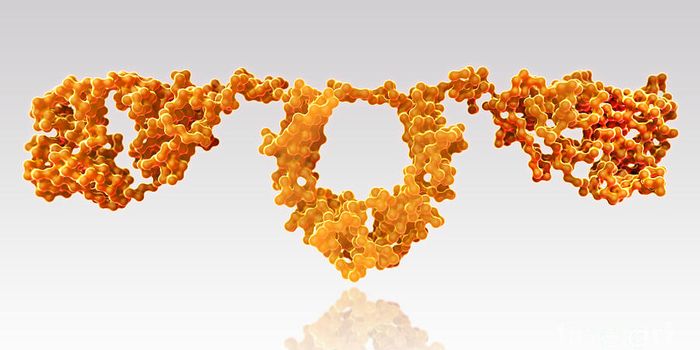 Rogue Immune Cells Remain Trapped To Keep Us Healthy