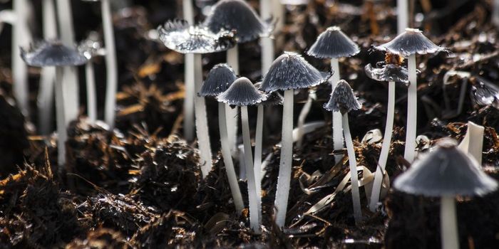 Psychedelic Mushrooms Effectively Treat Major Depression