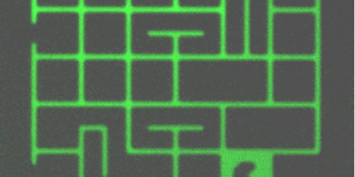 In a Worldwide Contest, Researchers Enhance and Race Cells