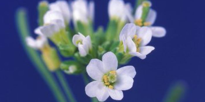 Towards a Better Understanding of Genetic Modifications in Plants