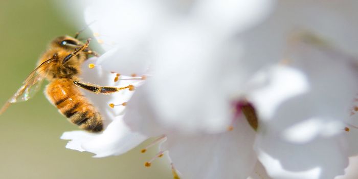 Are We On the Brink of the Sixth Mass Extinction Here on Earth?