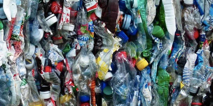 Paternal Microplastic Exposure Linked to Metabolic Disorders in Offspring